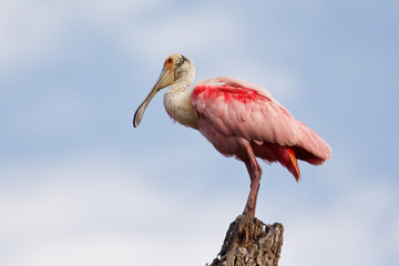 Roseate Spoonbill (Ajaja ajaja)