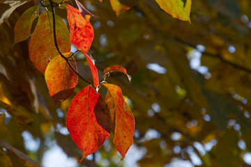 autumn leaves on tree