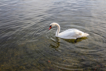 swan side view photo stock