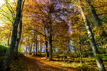 Herbstlicher Waldweg