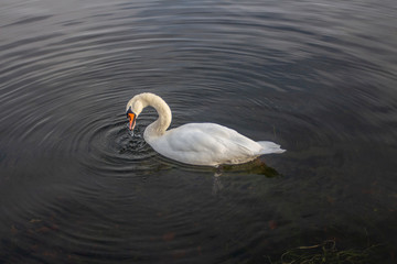 swan swim in lake