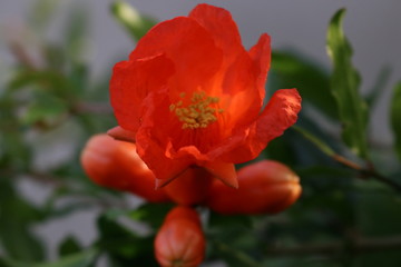 Obraz premium flor