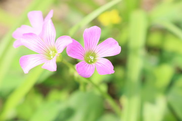 Fototapeta premium flor