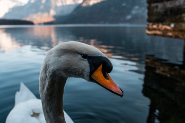 Swan in the beautiful lake of Hallstatt, close up swan image in Hallstatt austria, amazing wildlife image 