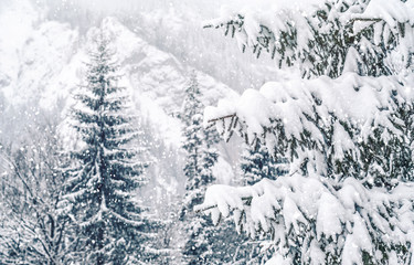 Frosty winter landscape in snowy forest. Christmas background with fir trees and blurred background of winter. Happy New Year card