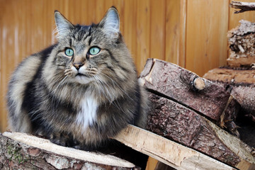 Eine hübsche Norwegische Waldkatze mit türkisen Augen auf einem Holzstapel