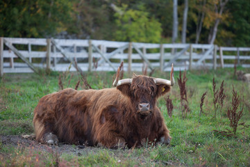 Toro peludo
