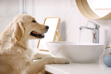 Cute Golden Labrador Retriever near sink in bathroom