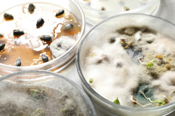 Germination and energy analysis of seeds on table, closeup. Laboratory research