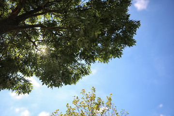 Green trees on sunny day, bottom view