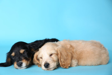 Cute English Cocker Spaniel puppies sleeping on light blue background