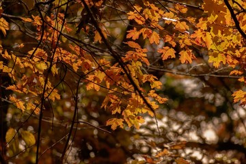 maple leaves in autumn
