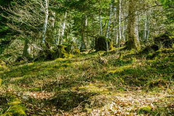 Obraz premium Mossy logs near countryside road