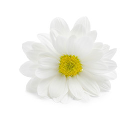 Beautiful fresh chamomile flower on white background