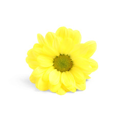Beautiful yellow chamomile flower on white background
