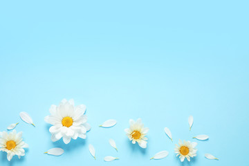 Flat lay composition with beautiful chamomile flowers on blue background. Space for text
