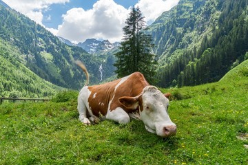 Fototapeta na wymiar Cow is lying on grass in meadow in Alps in Austria.