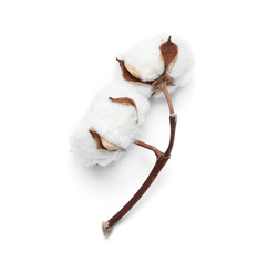 Beautiful fluffy cotton flowers on white background