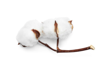 Beautiful fluffy cotton flowers on white background