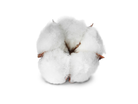 Beautiful fluffy cotton flower on white background