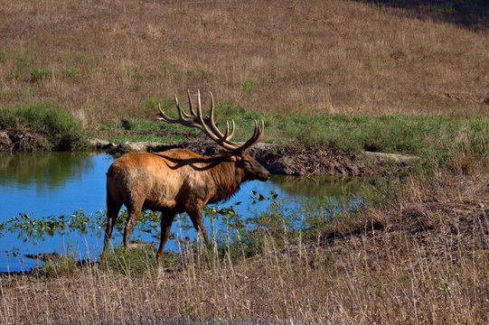 Bull Elk standing at a water home in a mountain meadow