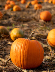 Pumpkins in the Pumpkin Patch - 300241588