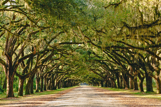 A stunning, long path lined with ancient live oak trees draped in spanish moss 