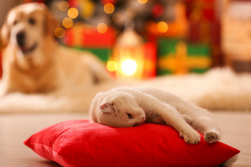 Fototapeta na wymiar Cute white cat on pillow in room decorated for Christmas and blurred dog on background. Adorable pets