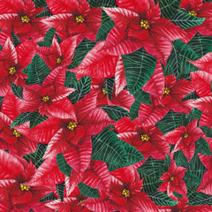 Seamless Poinsettia hand drawn in watercolor, illustration,
