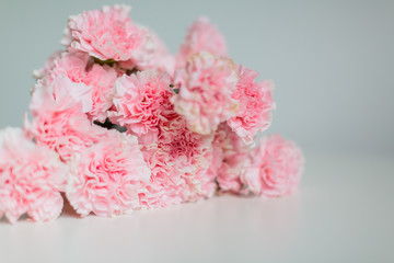 Pink carnations flower for Mother's day on white background