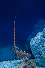 crab standing on stones in blue aquarium