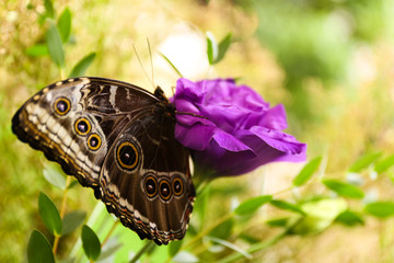 Beautiful Blue Morpho butterfly on eustoma flower outdoors