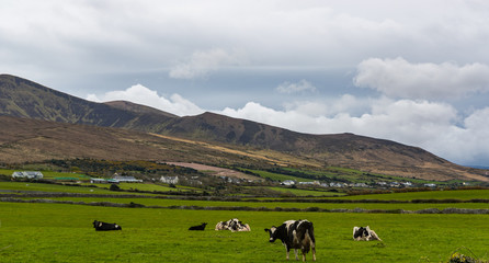 Dairy cows grazing in an open field in the  Dingle peninsula on the west coast of Ireland © Gabriel Cassan