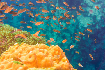 Underwater sea life coral reef with fish in Koh Tao