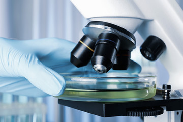 Scientist putting Petri dish with liquid under microscope, closeup. Laboratory analysis