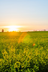 Fototapeta na wymiar Rapeseed field in full bloom during a beautiful sunset