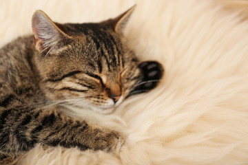 Cute tabby cat lying on faux fur, closeup. Lovely pet