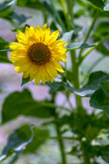 beautiful of sunflower