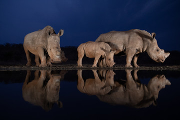 Obraz premium Two white rhino families standing at a water hole during the blue hour