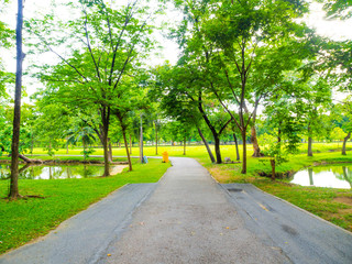 Green tree city park forest spring season