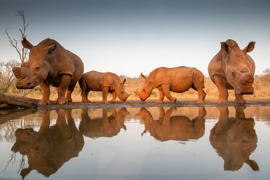 Two baby rhinos challenging each other at a pond