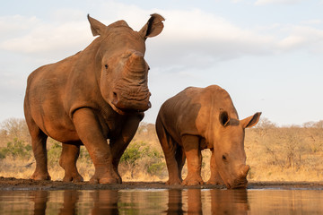 Adult and baby rhino drinking together in a waterhole