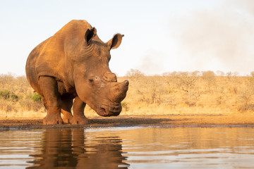 Fototapeta na wymiar Lone white rhino about to drink from a pond