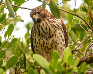 Hawk Broad Winged Bird sitting in the tree portrait