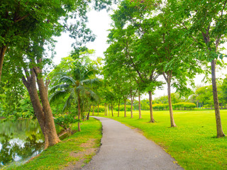 Green tree city park forest spring season