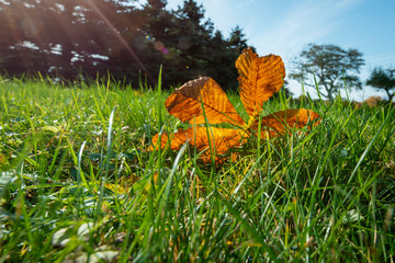 A single yellow chestnut tree leaf sits among tall bright green grass with sun rays shining down. There are green trees in the background and some with golden leaves. 