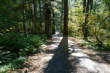 Fototapeta na wymiar Late afternoon shadows cross a hiking trail in Beacon Rock State Park, Washington, USA