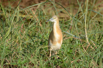 A squacco heron in wetlands by the Chobe River in Botswana.