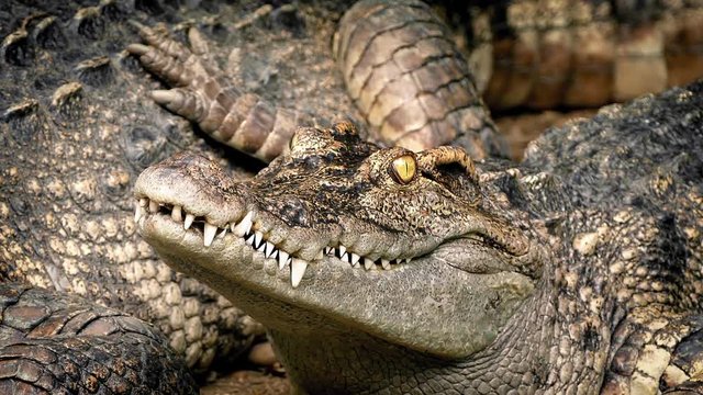 Crocodile Blinks Resting Next To Mother