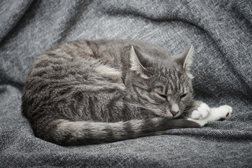 Fototapeta na wymiar Grey cat sleeping on sofa